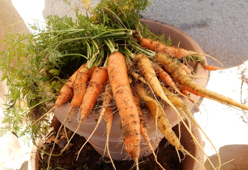 carottes 4.jpg